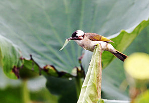 Birds.,canon,jiangxi,capture,outdoors,Leaf.,Tropical.,animal,food,Tiny.,wild,one,summertime,Biology.,plant,foreign.,The garden.,close-up,beak,C. Environment