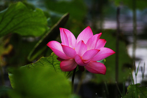 plant,flower,canon,jiangxi,Nature.,lotus flower,pond,blossoming,petal,summertime,lilies,It's a plant.,It's a flower.,No one.,The park.,close-up,Tropical.,Beautiful.,color