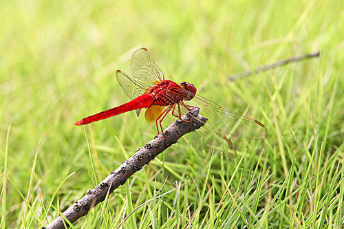 insect.,canon,jiangxi,capture,fen,wild animal,wild,summertime,tiny.,flies.,outdoors,close-up,the garden.,no one.,nature,color,dragonfly,the wings.,leaf.,the park.