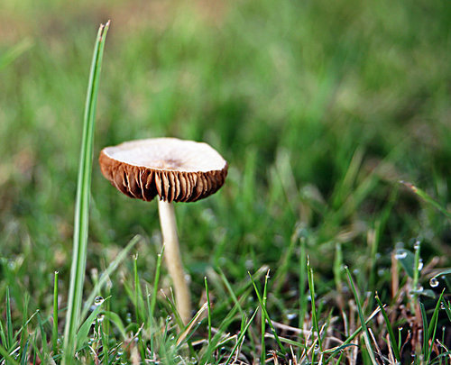 mushroom.,canon,jiangxi,fall,nature.,porcini,ki,poison.,hat,no one.,edible,spore,wild,nature,summertime,outdoors,grounding,moss