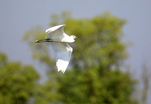 Birds.,canon,jiangxi,capture,outdoors,to fly,The sky.,heron,waters,wild,egret,animal,summertime,The park.,Comfortable weather.,Leaf.,lake,lawn,seagull,C. Environment