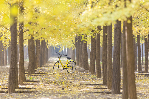 Creative.,beijing,autumn,nagakagi,scenery,canon,ginkgo forest,xiaoqing,Very simple.,Toothbug, look at the screen. You're on.,outdoors,Comfortable weather.,dawn,It's gold.,path,The sun.,light,rural area,bright,maple