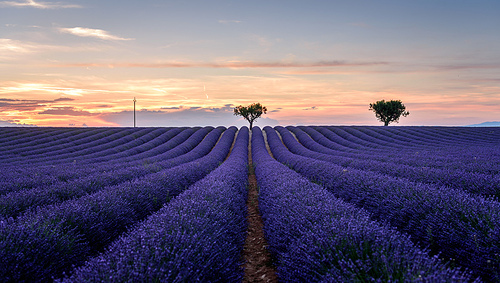 Sunset.,France.,scenery,lavender,provence,France,Provence,Valentine,You're in charge of the bug cover.,summertime,Flower.,farmlands,outdoors,color,crop,plant,beautiful sceneries,national,plentiful