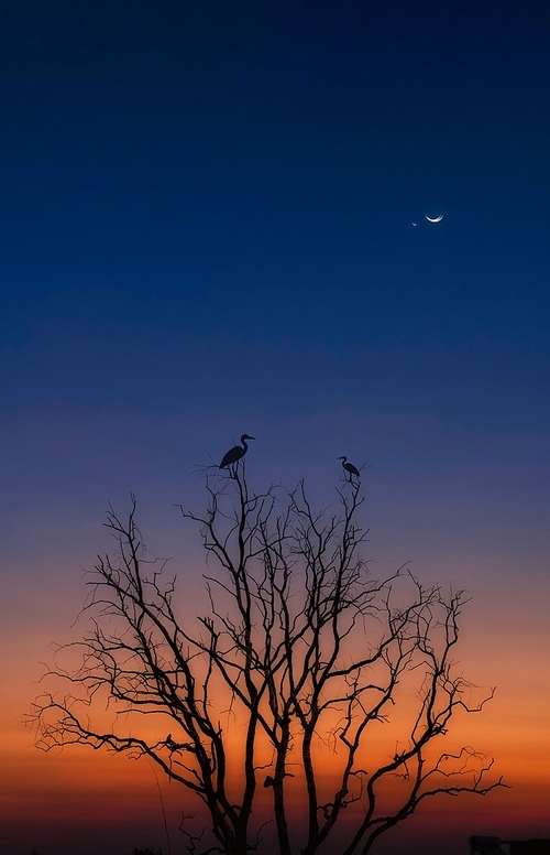animal,documentary,Olympus.,dawn,The moon.,At night.,No one.,backlight,Nature.,The sun.,twilight,landscape,tree,Darkness.,light,silhouette,Birds.,fall,outdoors,Creepy.