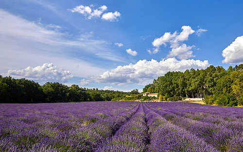 France.,flower,Travel.,canon,color,landscape,outdoors,summertime,rural area,fen,Country.,plentiful,agriculture,pastoral,beautiful sceneries,plant,The farm.,The sky.,Comfortable weather.