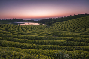 sunrise.,scenery,wide angle,nikon,zhejiang,color,mirror mirror season 06 episode 06,vineyard,rural area,nature.,crop,xiaoshan,climbing ,farmlands,wine,beautiful sceneries,country.,national,outdoors,plant