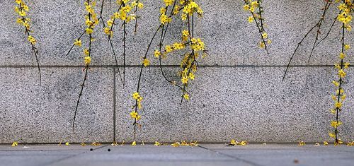 flower,Whatever.,scenery,canon,color,tianjin,Emotion.,Flower.,plant,conglomerate,ishi,fall,To design (decorate).,old,texture,outdoors,The road.,Patterns,The city.