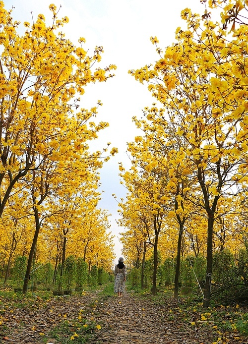 flower,scenery,travel.,yellow flower,wind suzuki,landscape,it's gold.,season,no one.,the park.,comfortable weather.,branch,maple,bright,outdoors,rural area,the sun.,beautiful sceneries,country.,c.