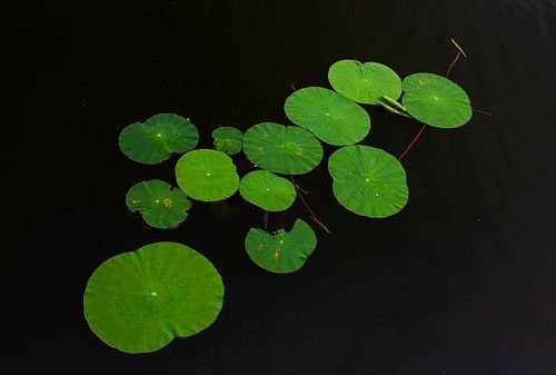 leaf.,pond,lotus flower,plant,flower.,the garden.,c. ,waters,no one.,nature.,lilies,lake,the park.,summertime,clover,backstage,color,light,swimming.,it's a flower.