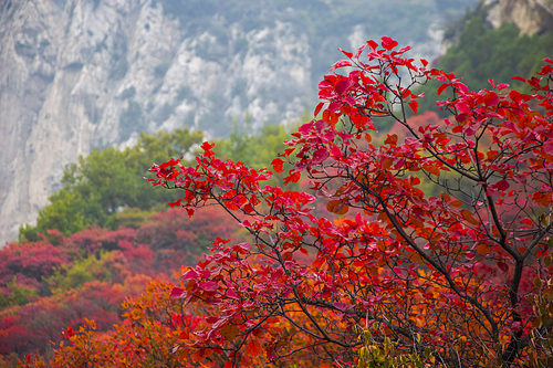 When the red leaves in Taihang Mountain are red, they welcome the maestro who likes the red leaves to come and create them.