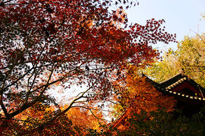 Taken on 5 December 2017, Lu Xun Park, Shanghai.