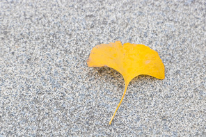 ginkgo,canon,shijiazhuang botanical garden,summertime,sand,Patterns,grounding,close-up,texture,outdoors,color,abstraction,Comfortable weather.,season,The beach.,fall,Leaf.,one,Cheers.,surface