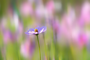 light and shadow,nature,of course.,nikon,color,possum,lawn,comfortable weather.,freedom degree,fen,outdoors,leaf.,the garden.,bright,the hay place.,the sun.,focus,easter