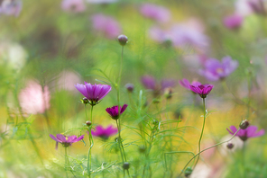 light and shadow,plant,Of course.,nikon,color,possum,The garden.,grain crops,Comfortable weather.,The sun.,It's a flower.,bright,Leaf.,outdoors,blossoming,wild,season,Country.