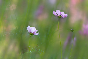 light and shadow,plant,Of course.,nikon,color,possum,No one.,Leaf.,fen,grain crops,The hay place.,bright,Comfortable weather.,outdoors,blossoming,wild,petal,Country.,The sun.,close-up