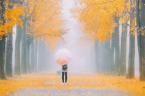 portrait,sichuan,ginkgo,canon,color,Campus Photographer Season 4,ki,landscape,outdoors,No one.,The park.,bright,season,Smoke.,Daylight.,dawn,C. Environment,painting,plant