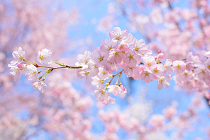 It's the year of the cherry blossom season