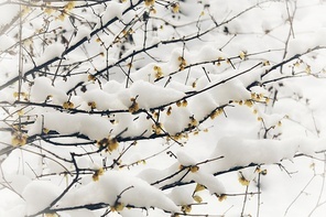 flower,Snowy.,canon,Winter.,red leaf,color,ramei,lunar month,backstage,Frozen.,The weather.,No one.,fall,ice,landscape,Birds.,light,outdoors,close-up