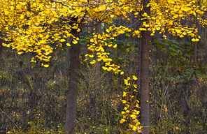 li kuangzhuang 's ginkgo garden looks like a bumper crop. i' ll take several pieces and share them with my friends.