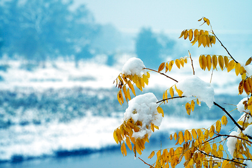 scenery,snowscape,outdoors,Leaf.,season,plant,Comfortable weather.,Flower.,bright,The sky.,The sun.,summertime,color,tree,grain crops,Winter.,ki,Country.,The garden.,Beautiful.