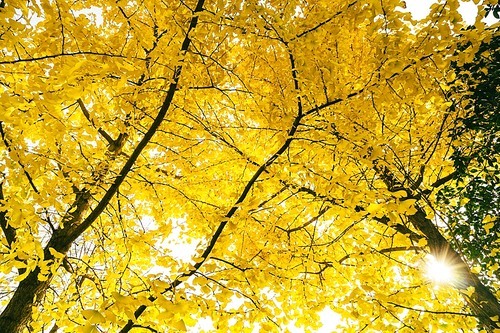 The weather became so cold that the sycamore leaves and ginkgo leaves turned yellow, and the weather was good for the road. People's Square and Sansan Road were very popular with the yellow leaves.