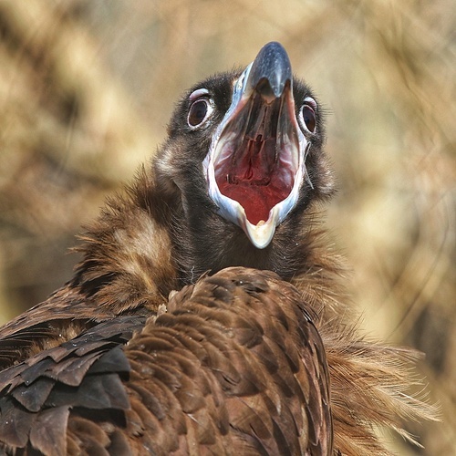 animal,ecology,canon,Birds.,close-up,capture,shoot a bird,Shooting birds.,beak,vulture,poultry,wild,outdoors,The head.,falcon,eye,scavenger,The prey.,The zoo.