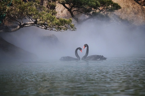 animal,ecology,Of course.,nagakagi,scenery,canon,Birds.,capture,animal black swan,outdoors,dawn,tree,reflex,The ocean.,The sea.,pastime,beautiful sceneries,shoreline,Winter.,Daylight.