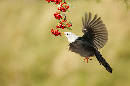 White-headed, short-legged, English-named White-head Bulbul, belonging to the family Chlorodidae, the bird class, the passerine, the family Diploidae. medium-sized (20 cm) black tweed. The tail is slightly bifurcated, the mouth, the foot and the eye bright red. Some subspecies are white on the head, and the front part of the western subspecies is partly gray. It differs from the red-billed starlin