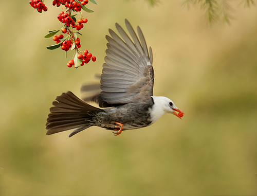 White-headed, short-legged, English-named White-head Bulbul, belonging to the family Chlorodidae, the bird class, the passerine, the family Diploidae. medium-sized (20 cm) black tweed. The tail is slightly bifurcated, the mouth, the foot and the eye bright red. Some subspecies are white on the head, and the front part of the western subspecies is partly gray. It differs from the red-billed starlin