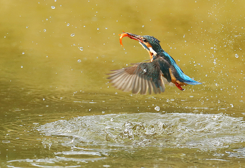 Kingfisher, or kingfisher, also known as Alcedo, is a generic term for birds of the genus Monotridae, the kingfisher family. Also known as the fish, the dog. Kingfisher refers to a medium sized, kingfisher bird of feather color under a buddhist monk. They have a worldwide distribution, most of them in the Old World and in Australia. “ kingfisher ” It can refer to a single species, the Alcedinidae,