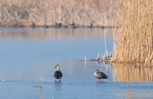 scenery,nikon,lake,reflex,Winter.,duck,The river.,waterfowl,pond,Snowy.,No one.,Nature.,wild animal,geese,The swans.,to fly,outdoors,landscape,poultry,The sky.