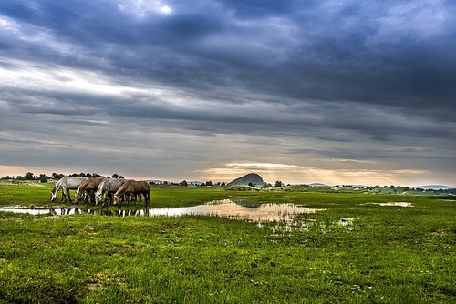 Sunrise.,scenery,lake,nikon,paibari grassland,morning fog,Project Low-light, 2017.,Nature.,Sunset.,agriculture,The farm.,fen,herding,dawn,summertime,tree,The sun.,Comfortable weather.,Travel.,pastoral song