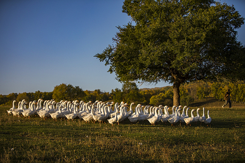 Travel.,Photography,lawn,tree,Nature.,landscape,The sky.,rural area,summertime,ki,agriculture,Country.,sheep,fen,fall,Comfortable weather.,light,The hay place.,Daylight.