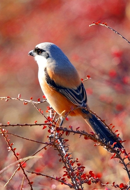 capture,Nature.,wild animal,Birds.,Winter.,outdoors,animal,wild,songbird,Tiny.,color,bright,Snowy.,tree,bird watching,finches,ki,fall,season