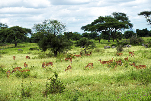 wild animal,scenery,tree,landscape,fen,summertime,The hay place.,wild,C. Environment,Mammals.,animal,grassland,The park.,color,Country.,outdoors,rural area,No one.,tropical grassland