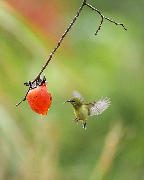 In winter, the persimmon is ripe, and the welfare of the sun bird is here.