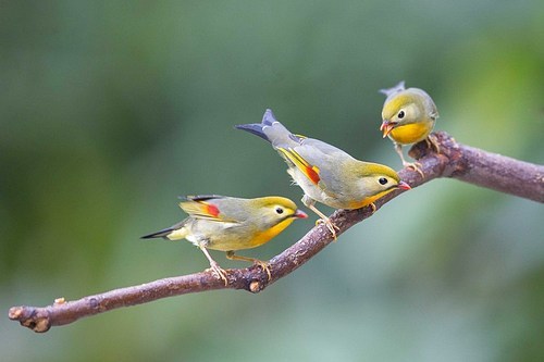 There is a small group of noisy guests in Oshan Park. They are very cute and lively.