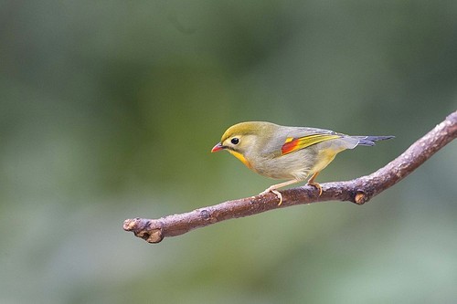 There is a small group of noisy guests in Oshan Park. They are very cute and lively.