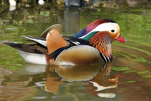 animal,plant,Of course.,scenery,The sky.,Duck.,capture,mandarin duck,summertime,river,outdoors,lake,Feather.,wild,beak,Swimming.,Birds.,mallard,geese,color