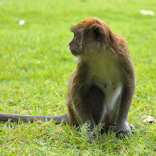 A little monkey, looking for something on the ground, not long coke is inconvenient. We can only rely on cutting.