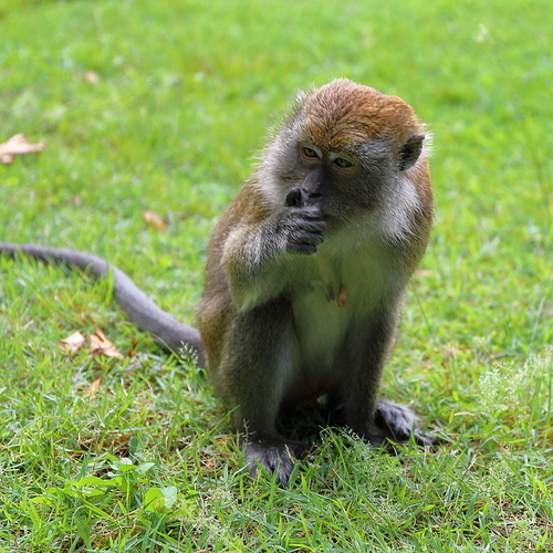 A little monkey, looking for something on the ground, not long coke is inconvenient. We can only rely on cutting.