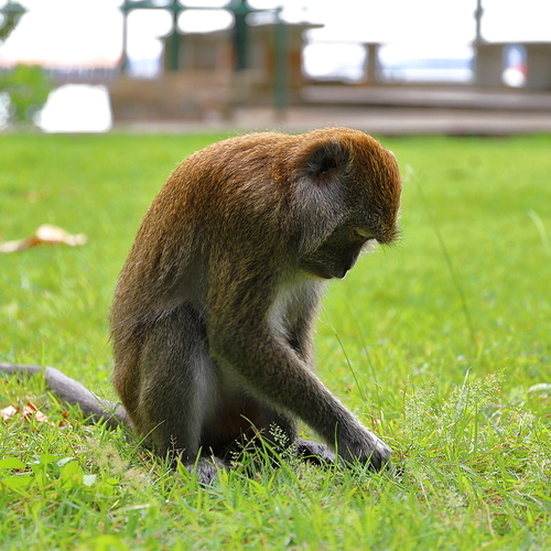 A little monkey, looking for something on the ground, not long coke is inconvenient. We can only rely on cutting.