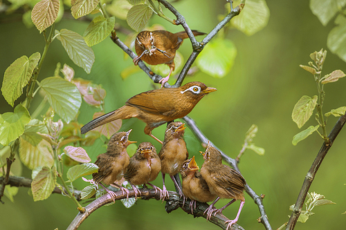 parents feed fifth son (two),wild animal,nature.,no one.,animal,leaf.,wild,tree,outdoors,birds.,beak,the wings.,tiny.,ki,the park.,tropical rainforest,c. ,the garden.,environmental protection,feather.