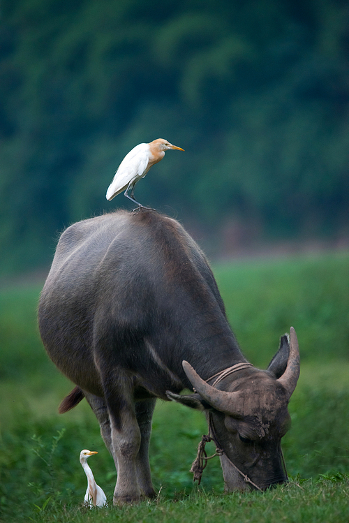 animal,documentary,Wild birds.,Challenging Theme: Look Up,Nature.,lawn,outdoors,wild,waters,heron,summertime,The park.,side view,beak,portraits,Mammals.,Birds.,color,to fly,fen