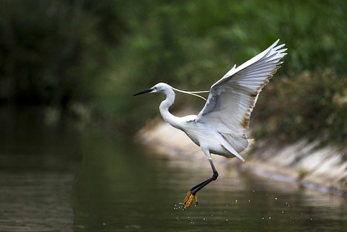 yunnan,animal,Birds.,nikon,capture,heron,Nature.,pond,waterfowl,egret,beak,wild,reflex,marsh,outdoors,poultry,The wings.,to fly