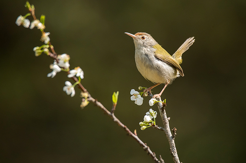 North Hongxiong Small Warbler, Tea Tree, Red Flower, Red Flower