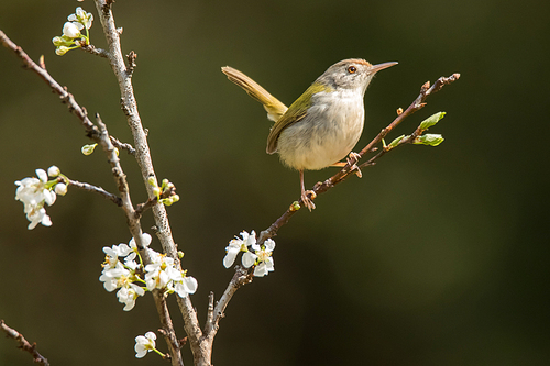 North Hongxiong Small Warbler, Tea Tree, Red Flower, Red Flower