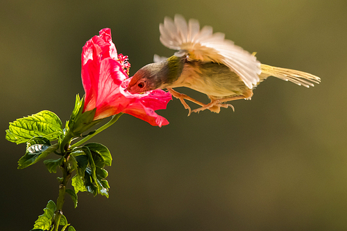 North Hongxiong Small Warbler, Tea Tree, Red Flower, Red Flower