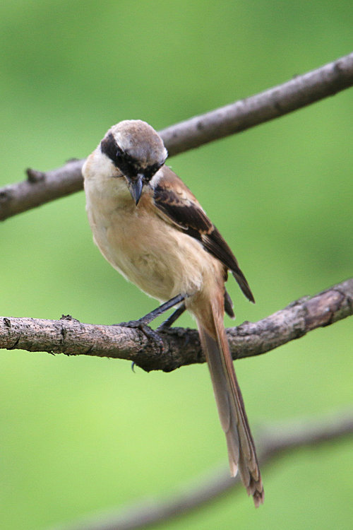 canon,jiangxi,capture,Nature.,outdoors,Birds.,wild,animal,Tiny.,beak,bird watching,songbird,tree,The wings.,ornithology,Feather.,close-up,Daylight.,one,ki