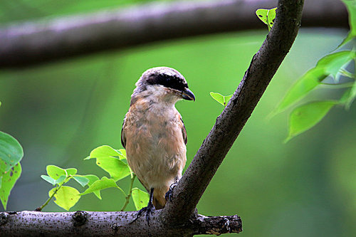 canon,jiangxi,capture,no one.,wild,animal,outdoors,tree,birds.,tiny.,c. ,ki,leaf.,beak,close-up,the park.,environmental protection,the garden.,food,feather.